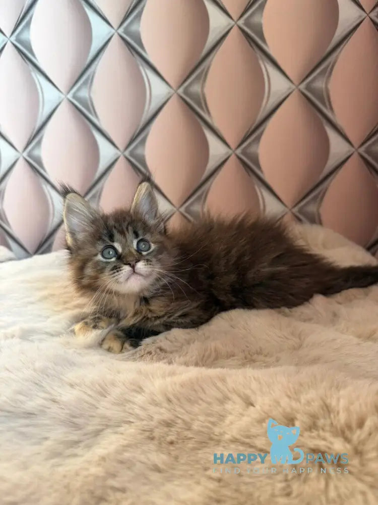 Rita Maine Coon female black tortie spotted tabby live animals