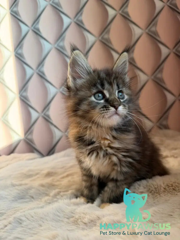 Rita Maine Coon female black tortie spotted tabby live animals