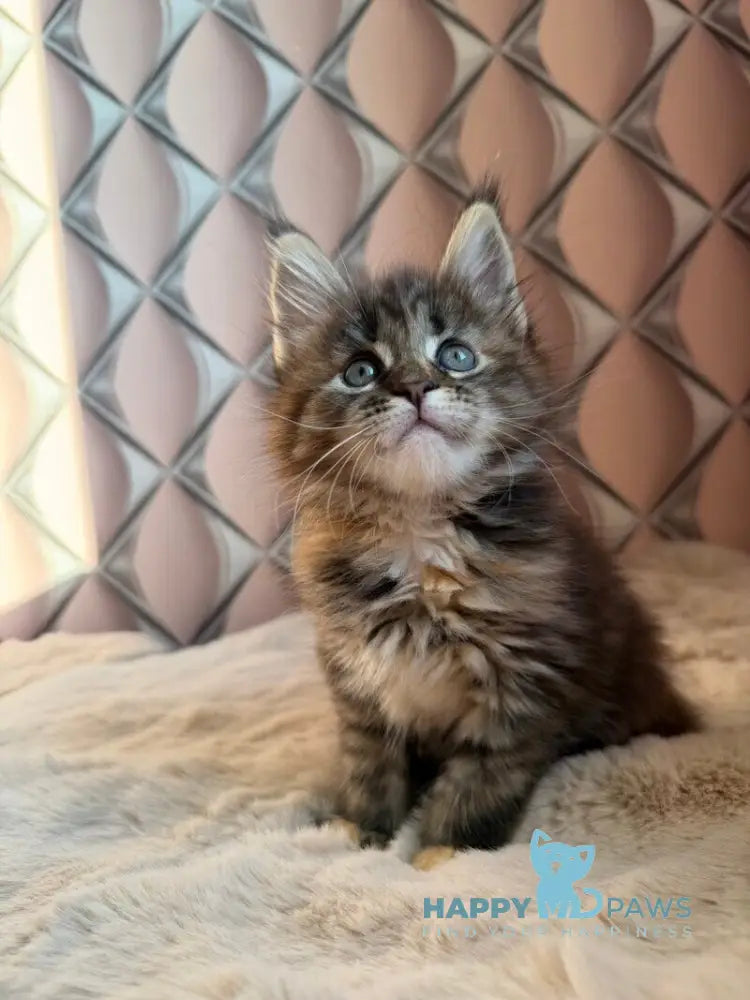 Rita Maine Coon female black tortie spotted tabby live animals