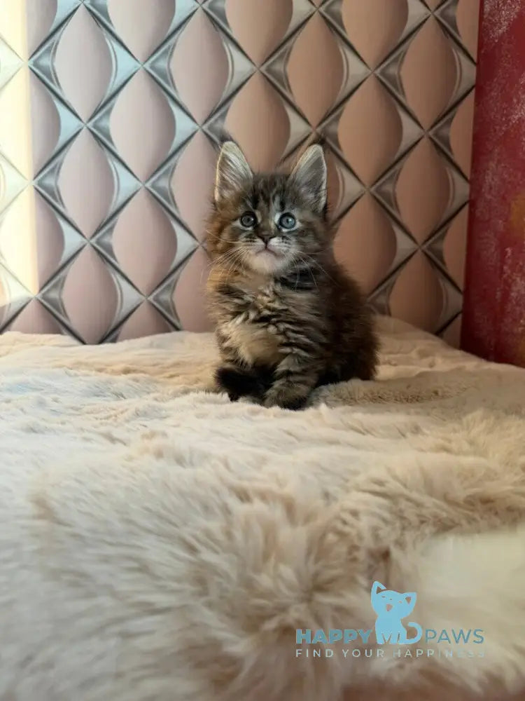 Rita Maine Coon female black tortie spotted tabby live animals