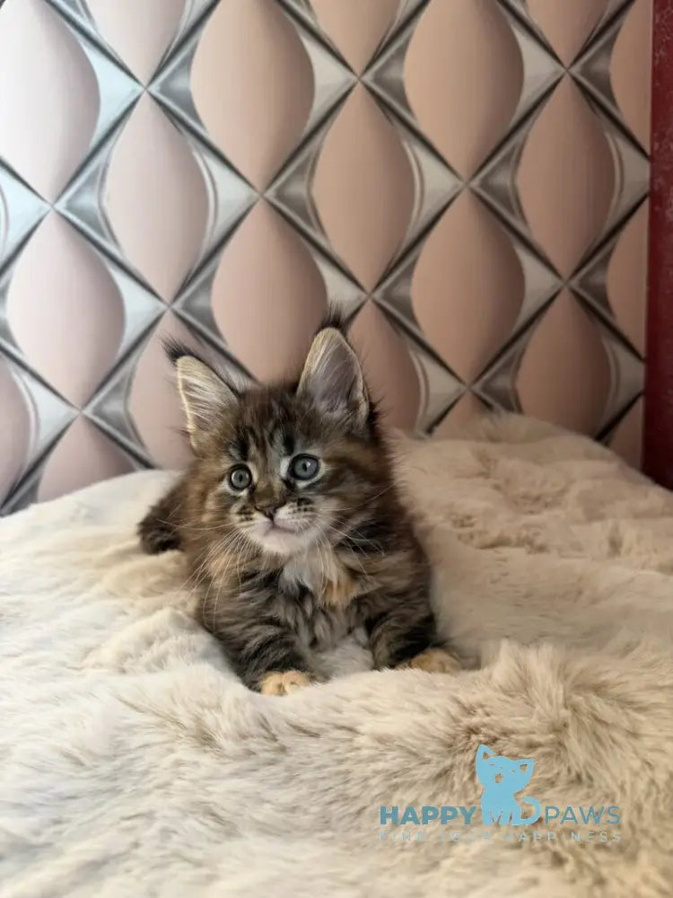 Rita Maine Coon female black tortie spotted tabby live animals