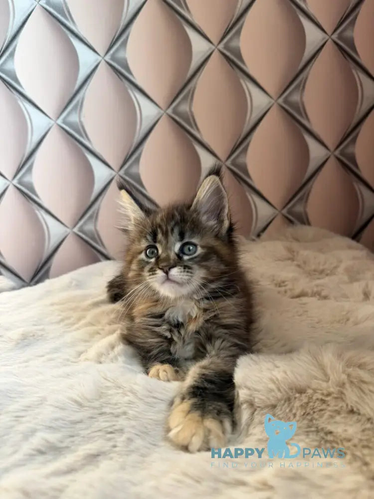 Rita Maine Coon female black tortie spotted tabby live animals