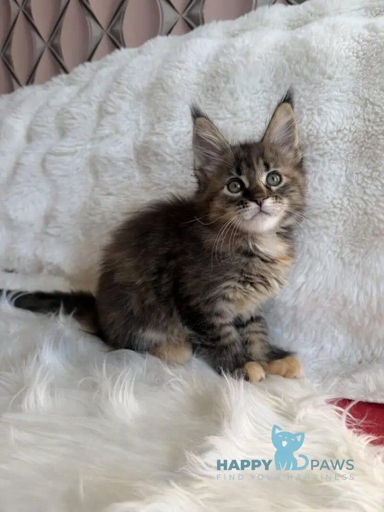 Rita Maine Coon female black tortie spotted tabby live animals