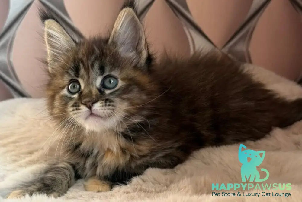 Rita Maine Coon female black tortie spotted tabby live animals