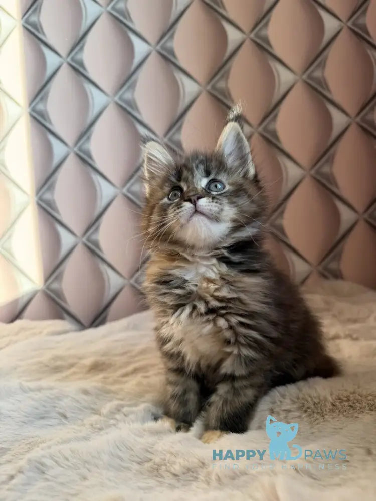 Rita Maine Coon female black tortie spotted tabby live animals