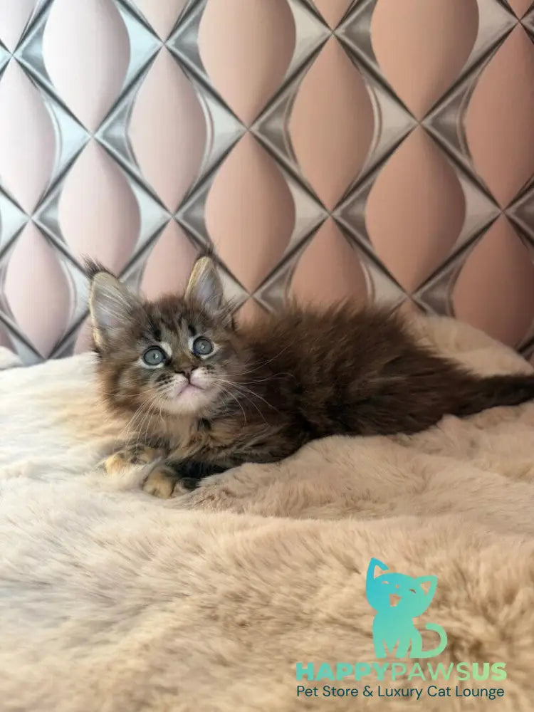 Rita Maine Coon female black tortie spotted tabby live animals