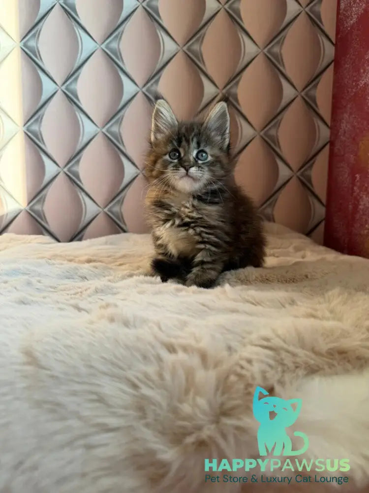 Rita Maine Coon female black tortie spotted tabby live animals