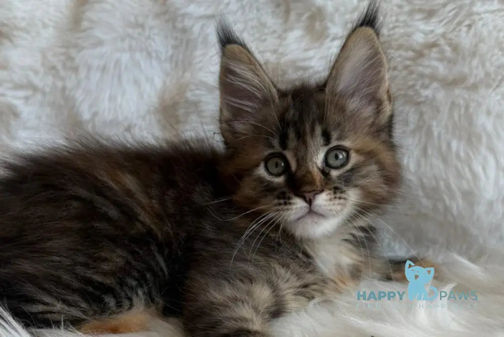 Rita Maine Coon female black tortie spotted tabby live animals