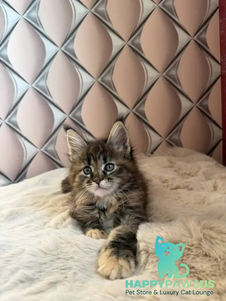 Rita Maine Coon female black tortie spotted tabby live animals