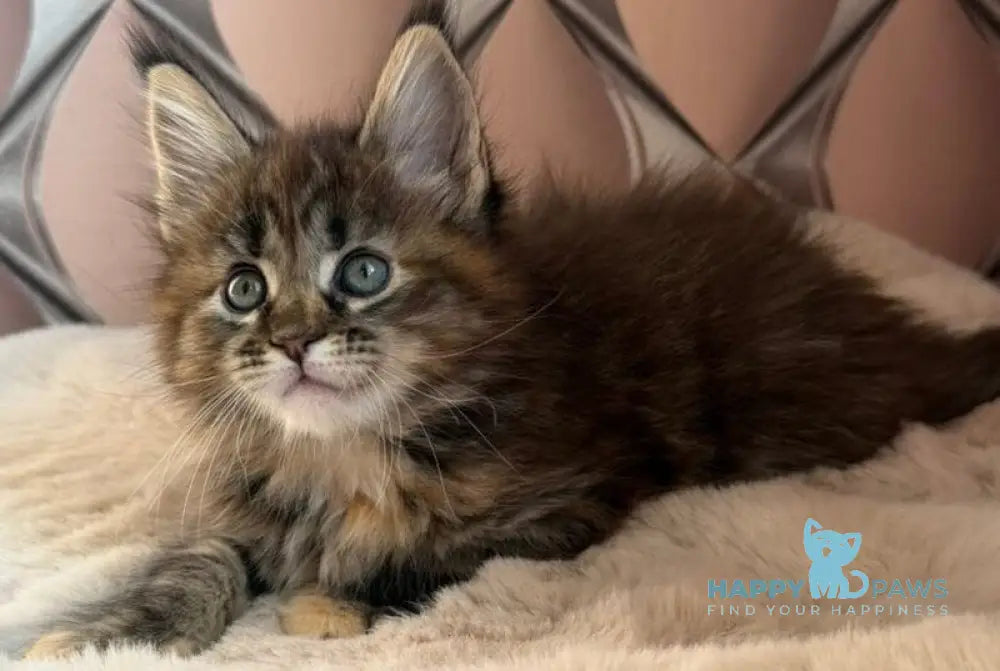 Rita Maine Coon female black tortie spotted tabby live animals