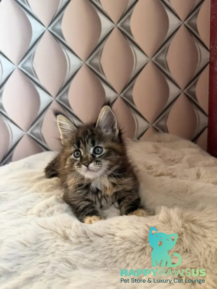 Rita Maine Coon female black tortie spotted tabby live animals