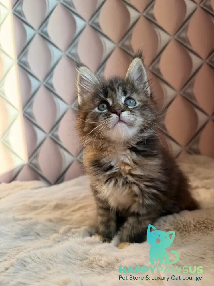 Rita Maine Coon female black tortie spotted tabby live animals