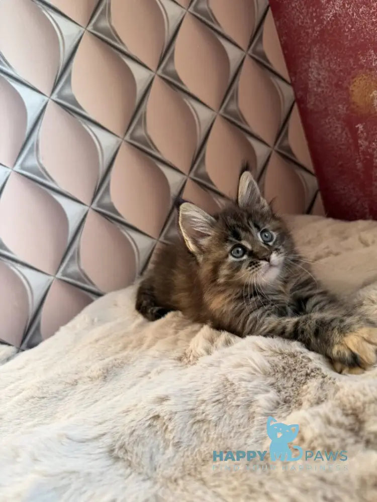 Rita Maine Coon female black tortie spotted tabby live animals