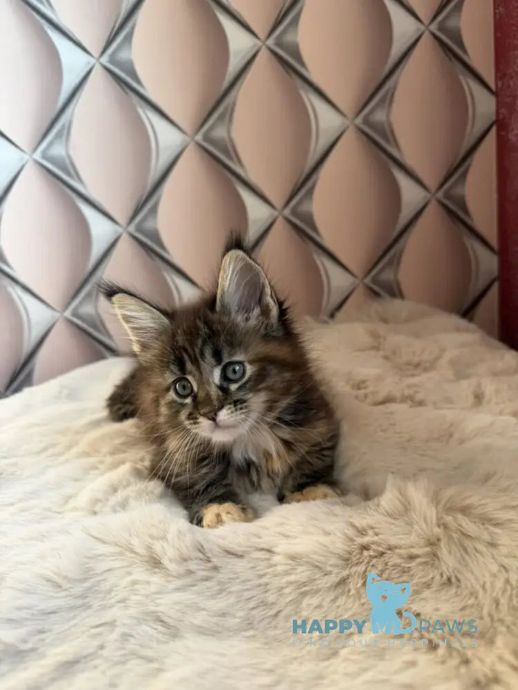 Rita Maine Coon female black tortie spotted tabby live animals