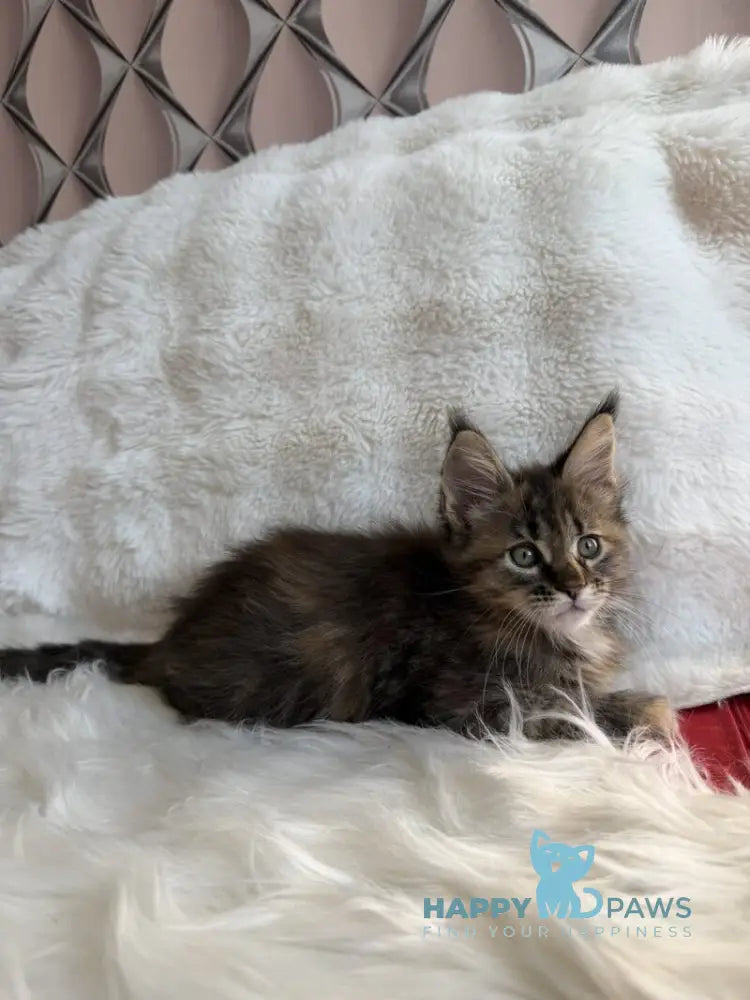 Rita Maine Coon female black tortie spotted tabby live animals