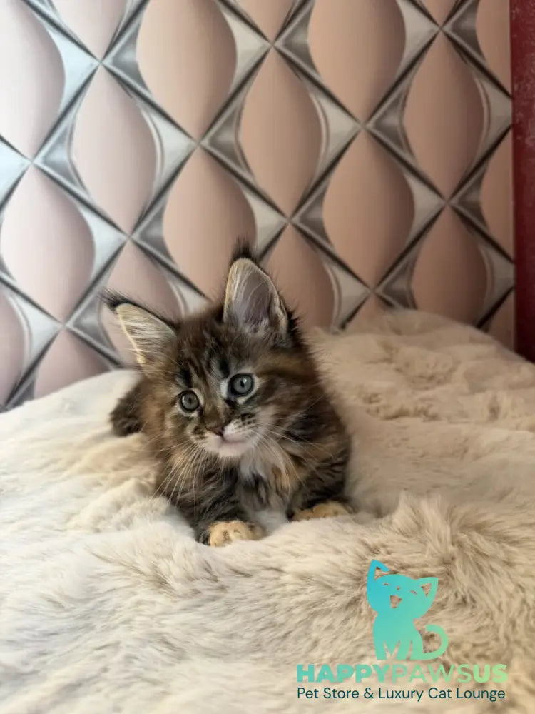 Rita Maine Coon female black tortie spotted tabby live animals