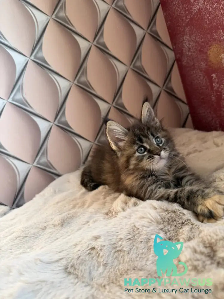Rita Maine Coon female black tortie spotted tabby live animals