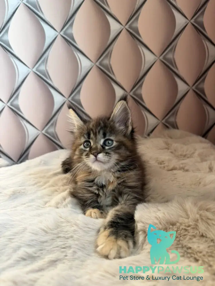 Rita Maine Coon female black tortie spotted tabby live animals