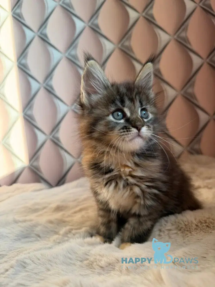 Rita Maine Coon female black tortie spotted tabby live animals