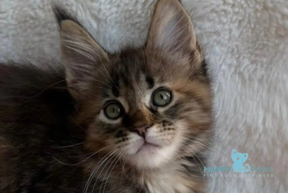 Rita Maine Coon female black tortie spotted tabby live animals