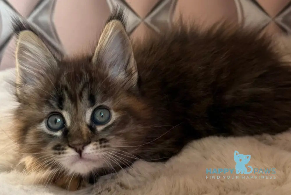 Rita Maine Coon female black tortie spotted tabby live animals