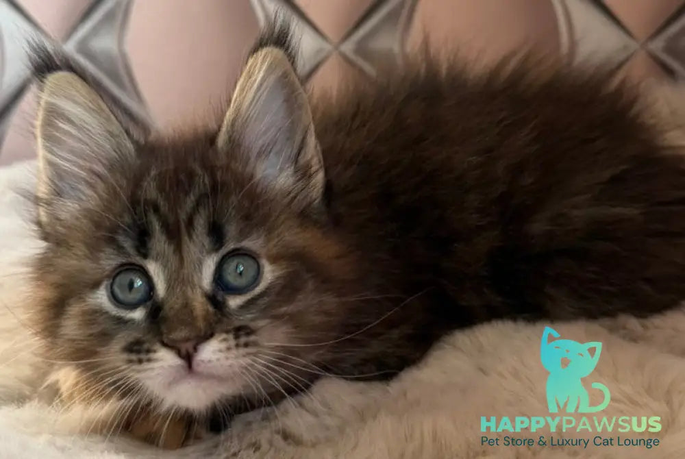 Rita Maine Coon female black tortie spotted tabby live animals