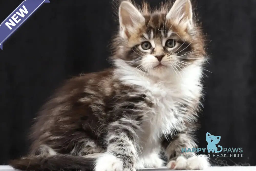 Rita Maine Coon polydactyl female black silver bicolour tabby live animals