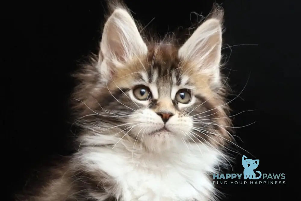 Rita Maine Coon polydactyl female black silver bicolour tabby live animals