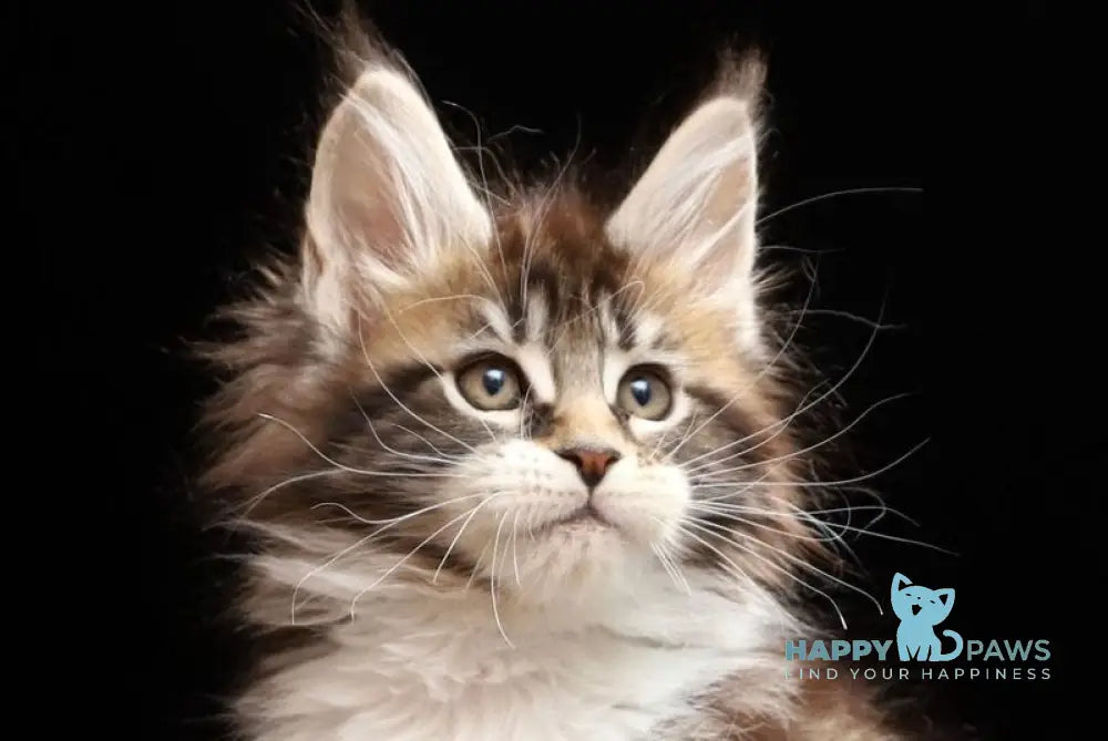 Rita Maine Coon polydactyl female black silver bicolour tabby live animals