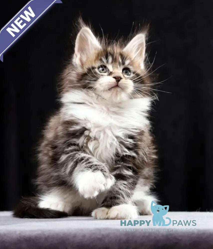 Rita Maine Coon polydactyl female black silver bicolour tabby live animals