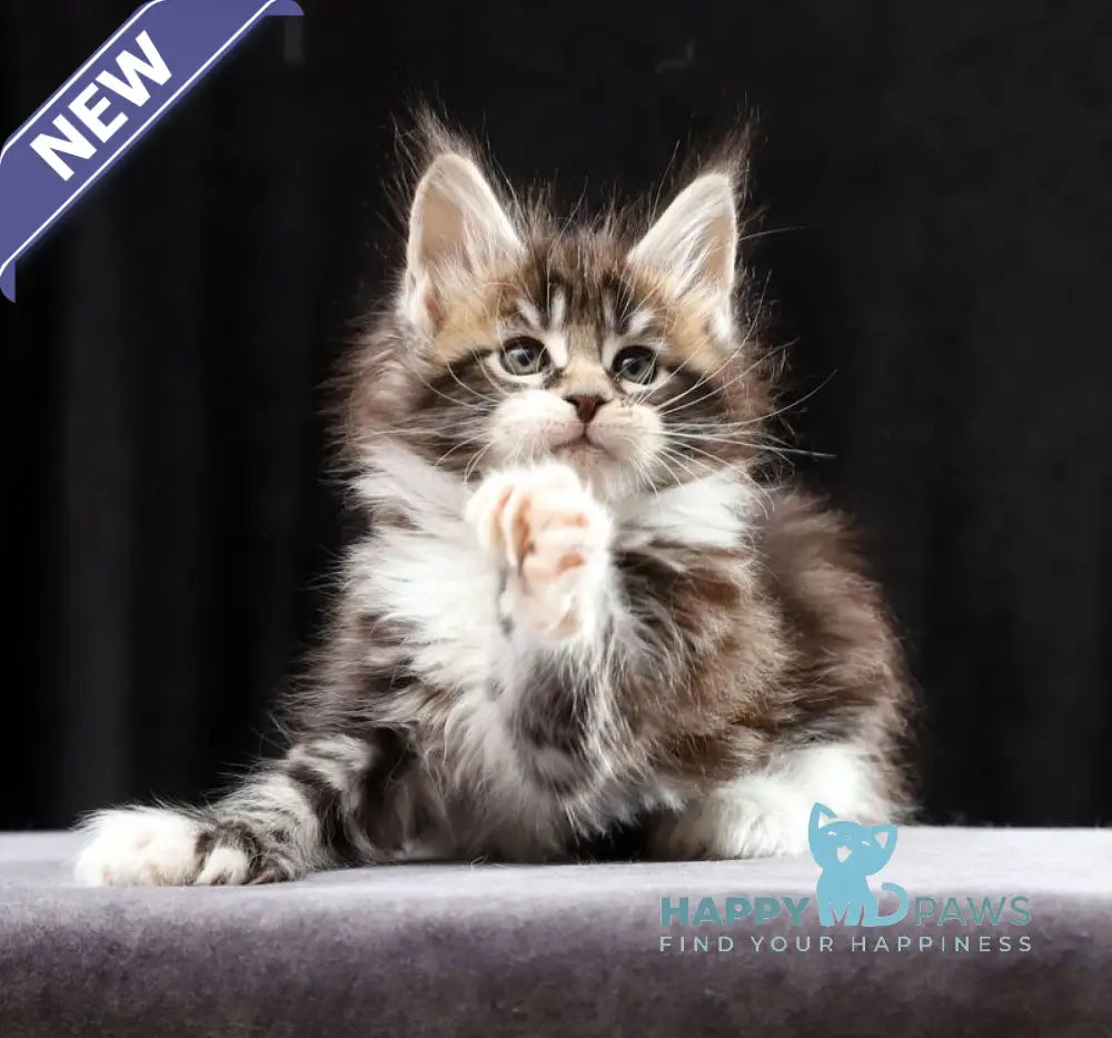 Rita Maine Coon polydactyl female black silver bicolour tabby live animals