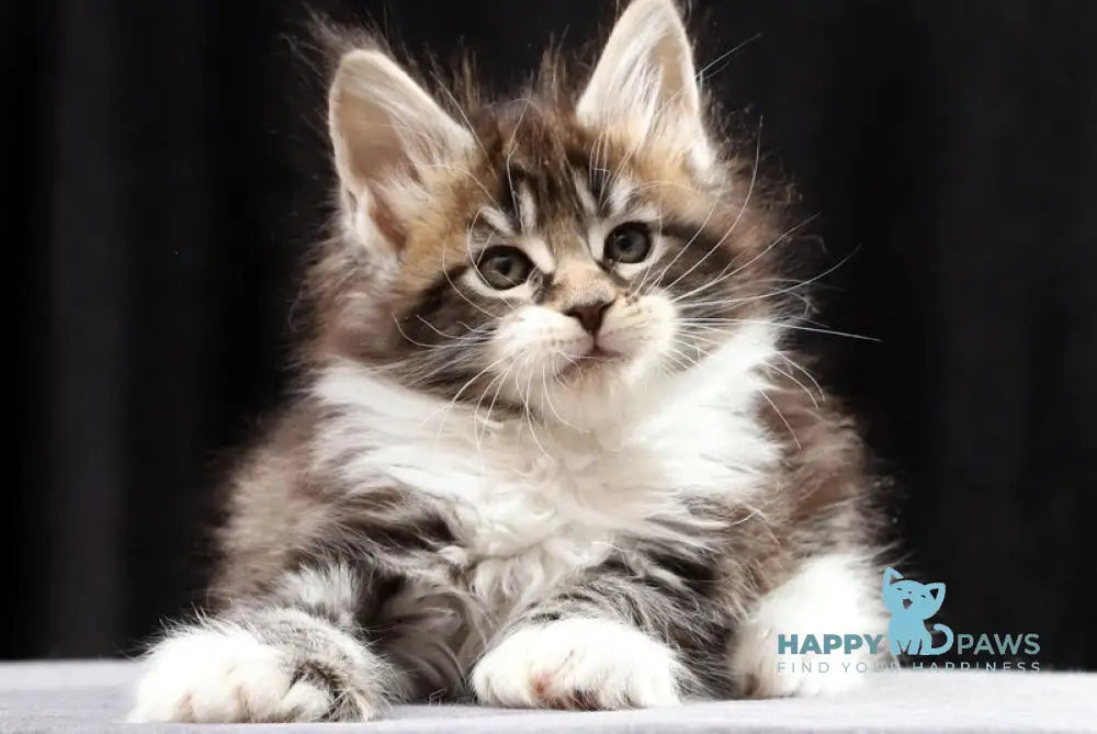 Rita Maine Coon polydactyl female black silver bicolour tabby live animals