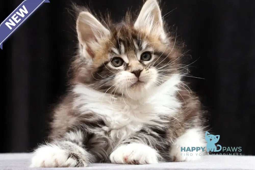 Rita Maine Coon polydactyl female black silver bicolour tabby live animals