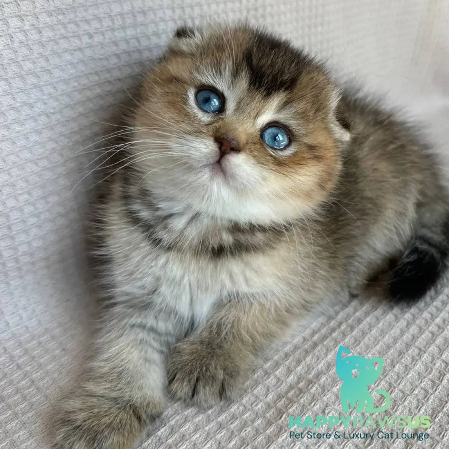 Rita Scottish Fold female black golden ticked tabby with white - live animals