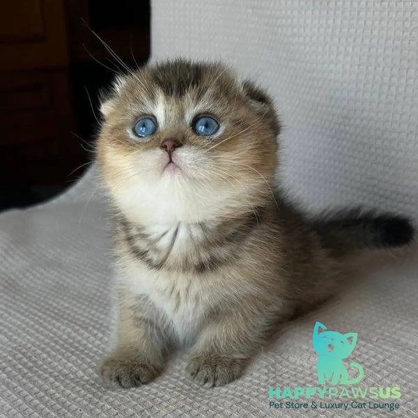 Rita Scottish Fold female black golden ticked tabby with white - live animals