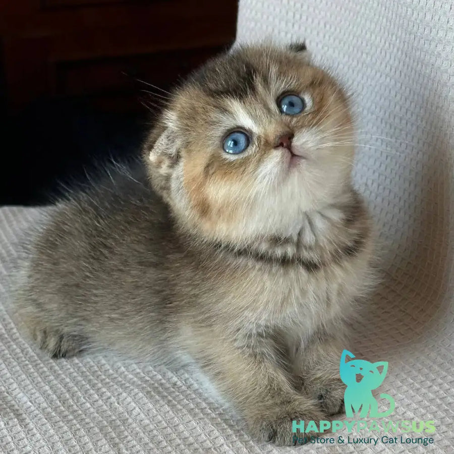 Rita Scottish Fold female black golden ticked tabby with white - live animals