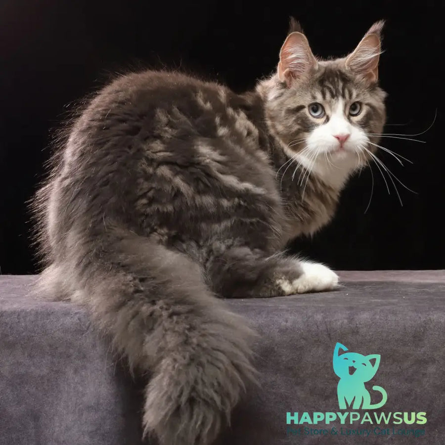 Rivaldo Maine Coon male blue tabby bicolour - live animals