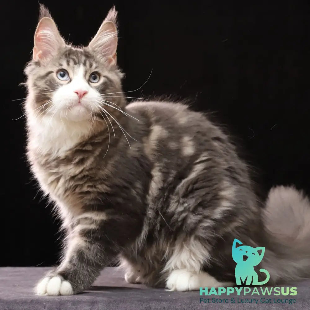 Rivaldo Maine Coon male blue tabby bicolour - live animals