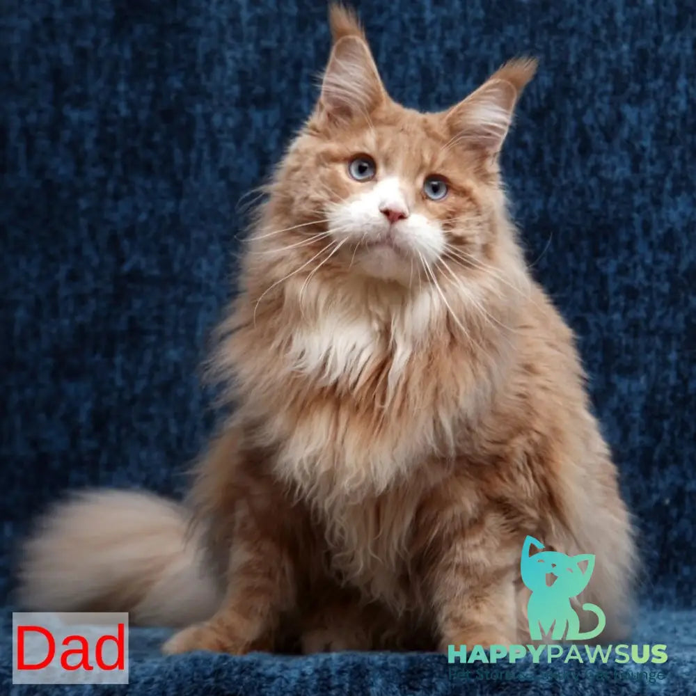 Rivaldo Maine Coon male blue tabby bicolour - live animals