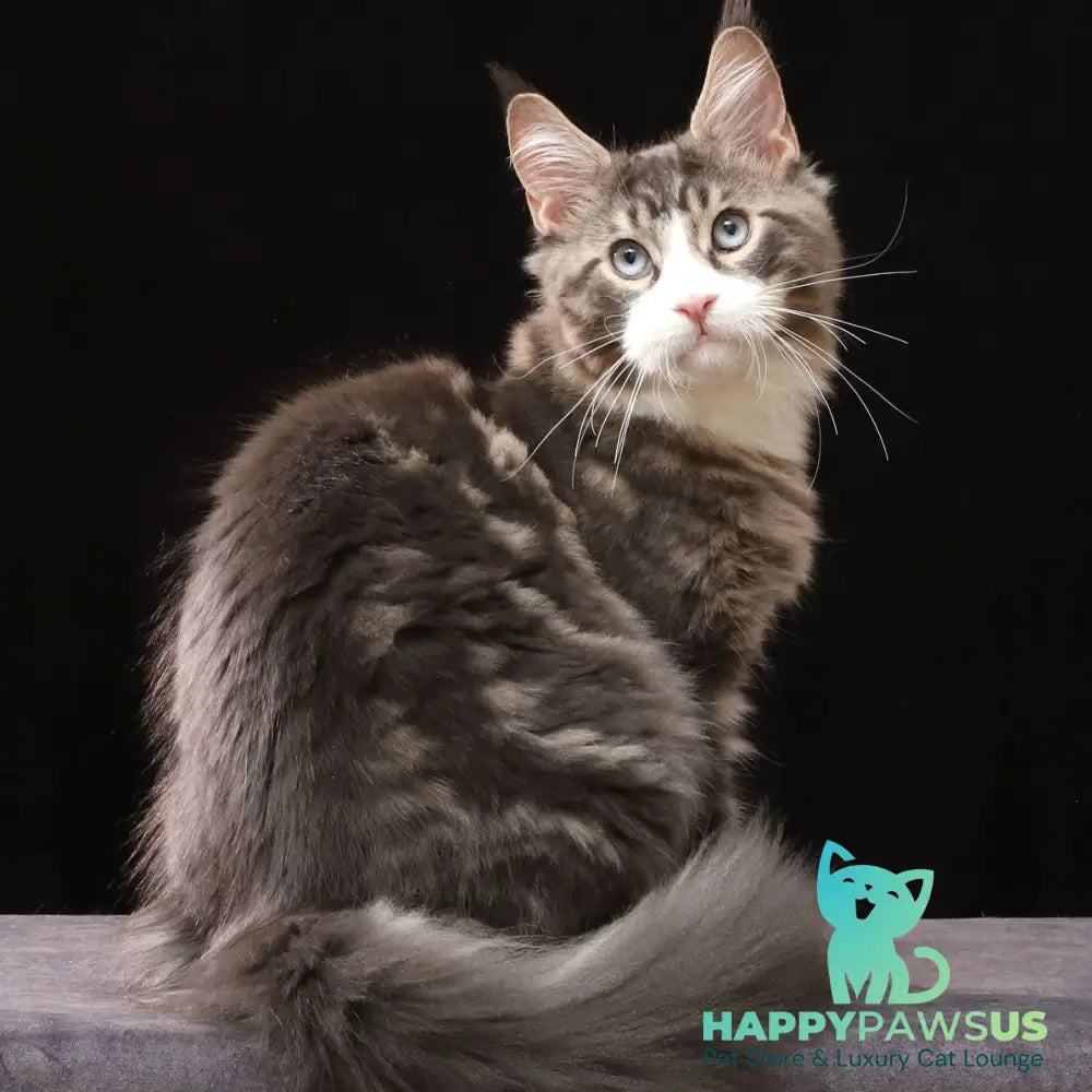 Rivaldo Maine Coon male blue tabby bicolour - live animals