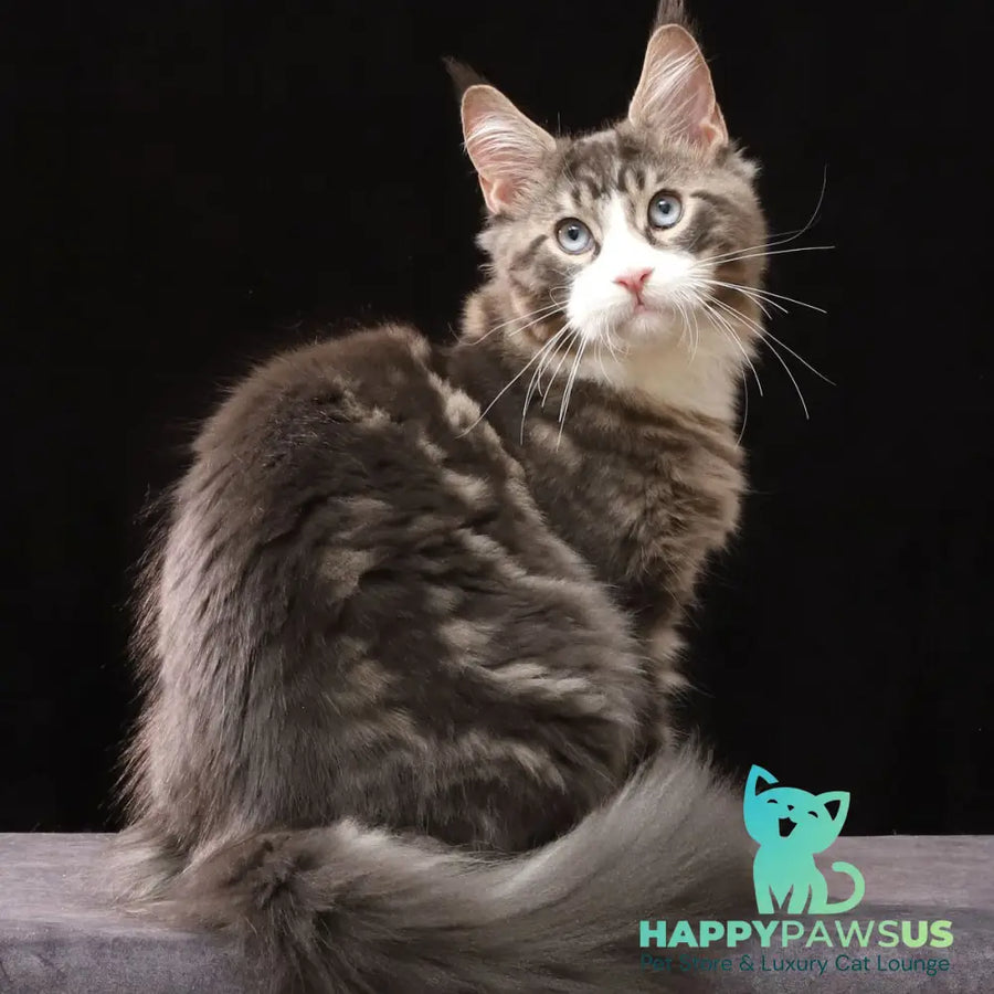 Rivaldo Maine Coon male blue tabby bicolour - live animals