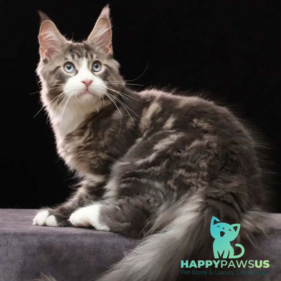 Rivaldo Maine Coon male blue tabby bicolour - live animals