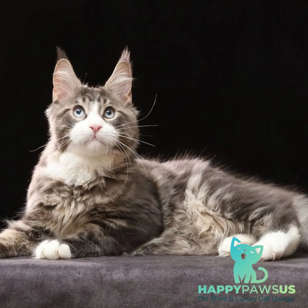 Rivaldo Maine Coon male blue tabby bicolour - live animals