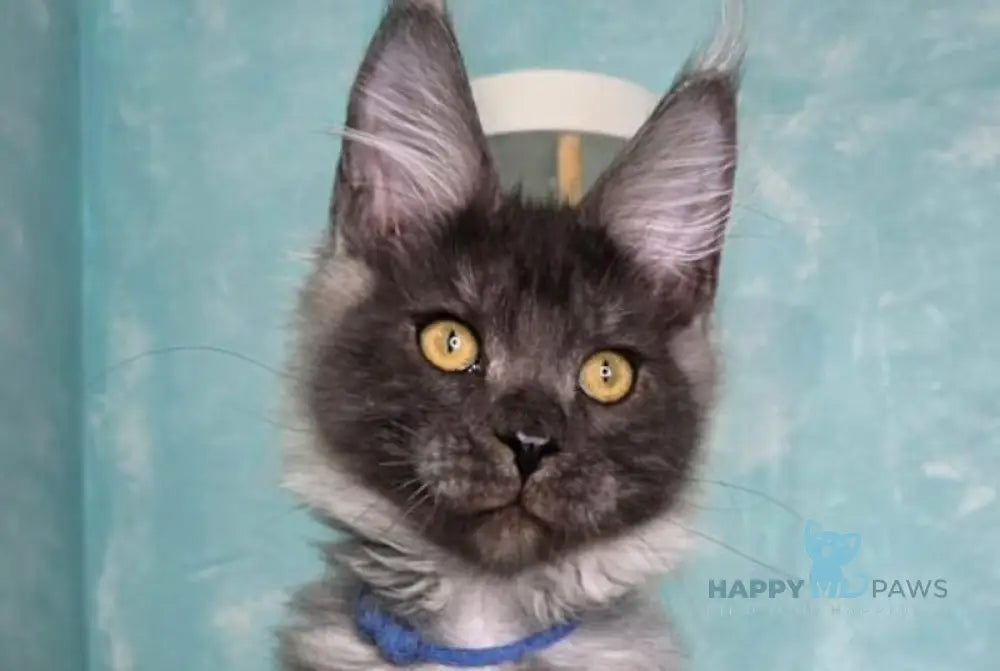 River Maine Coon male black silver live animals