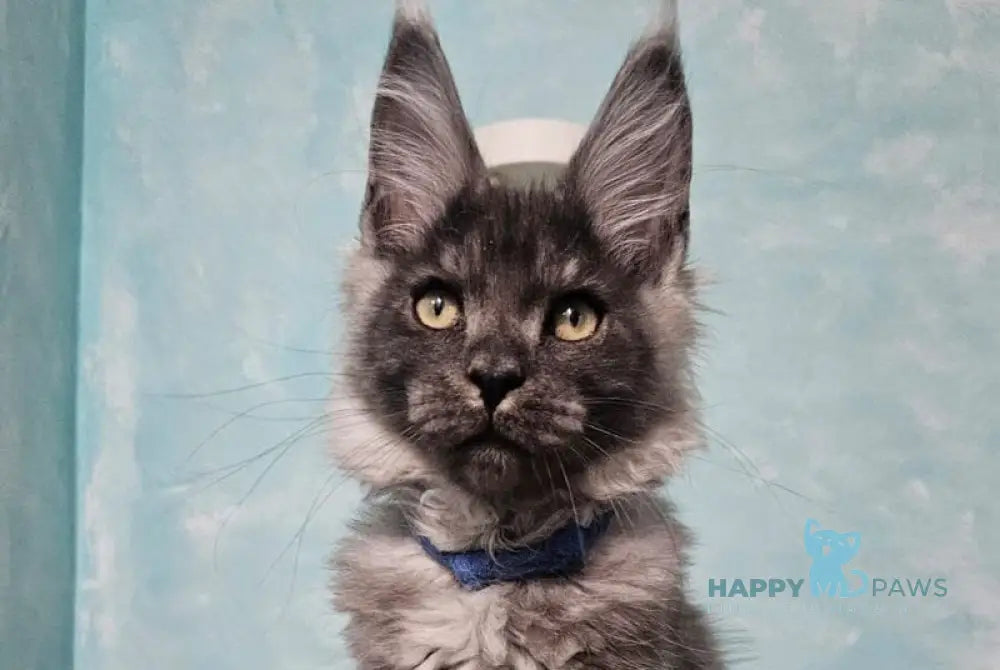 River Maine Coon male black silver live animals