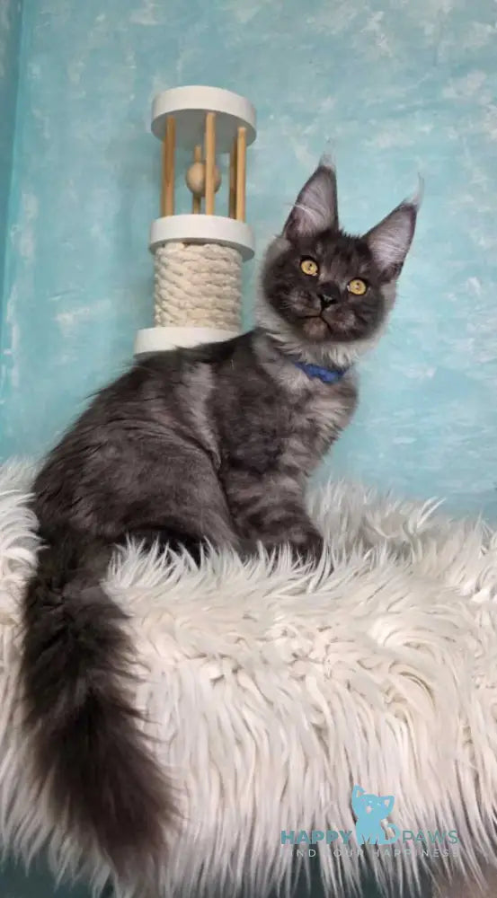 River Maine Coon male black silver live animals