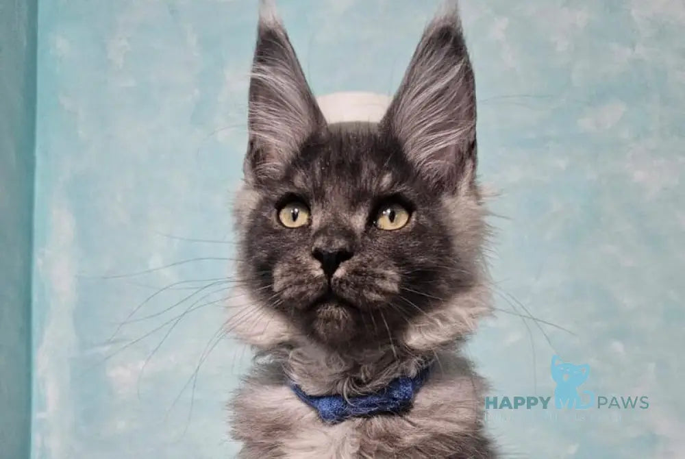 River Maine Coon male black silver live animals