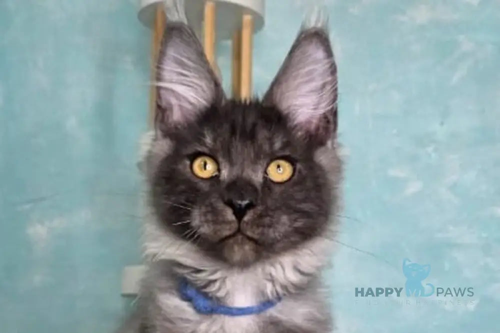 River Maine Coon male black silver live animals