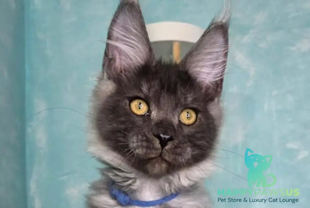 River Maine Coon male black silver live animals