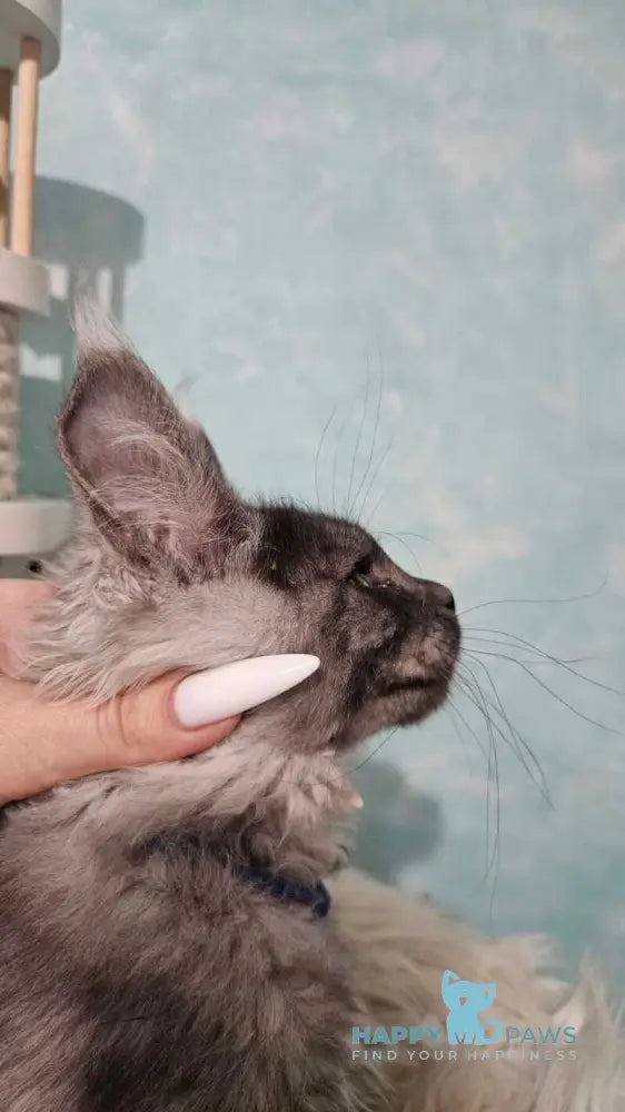 River Maine Coon male black silver live animals